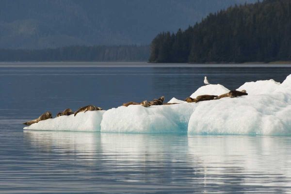 Alaska, Tongass NF Harbor seals on iceberg